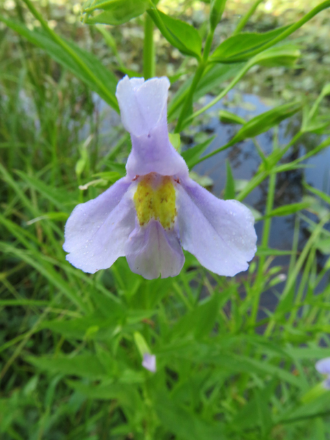 Mimulus ringens (Allegheny monkeyflower) #77176