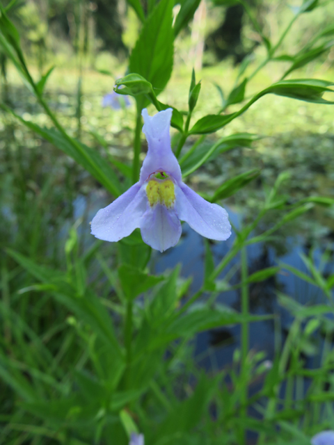 Mimulus ringens (Allegheny monkeyflower) #77177