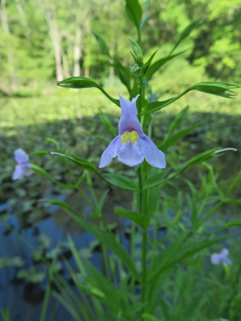 Mimulus ringens (Allegheny monkeyflower) #77178