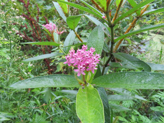 Asclepias incarnata (Swamp milkweed) #77185