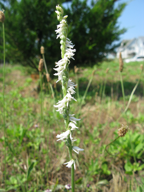 Spiranthes lacera var. gracilis (Southern slender ladies'-tresses) #77191