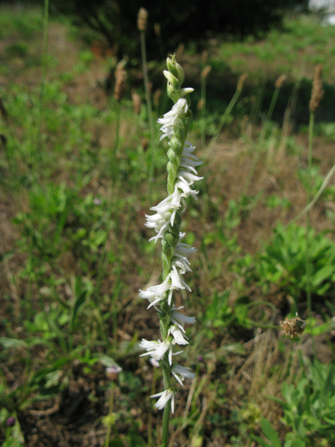 Spiranthes lacera var. gracilis (Southern slender ladies'-tresses) #77192