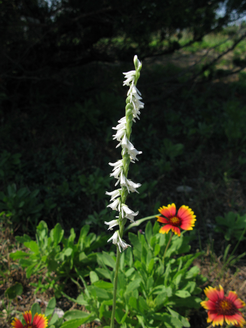 Spiranthes lacera var. gracilis (Southern slender ladies'-tresses) #77193