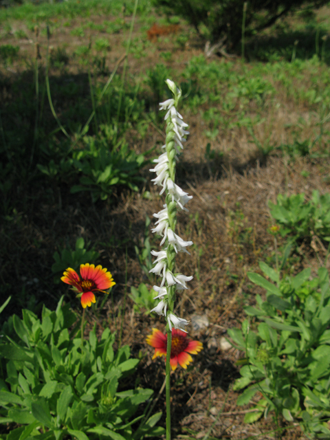 Spiranthes lacera var. gracilis (Southern slender ladies'-tresses) #77194