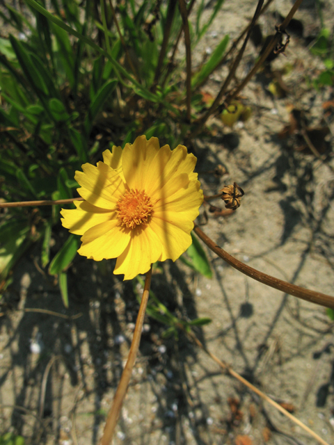 Coreopsis lanceolata (Lanceleaf coreopsis) #77195