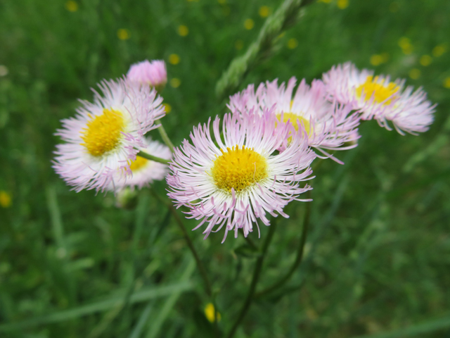 Erigeron philadelphicus (Philadelphia fleabane) #77226