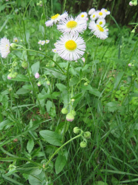 Erigeron philadelphicus (Philadelphia fleabane) #77227