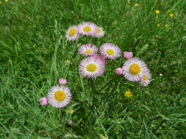 Erigeron philadelphicus (Philadelphia fleabane) #77228