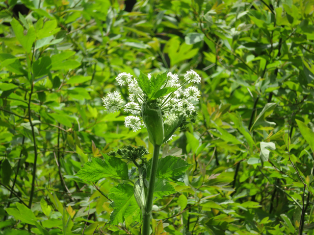 Heracleum maximum (Common cowparsnip) #77229