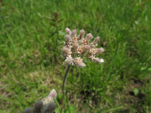 Antennaria howellii (Howell's pussytoes) #77234