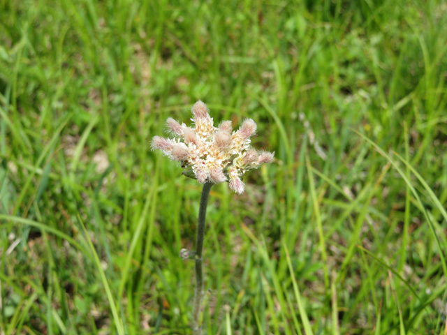 Antennaria howellii (Howell's pussytoes) #77235