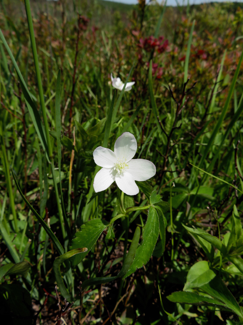 Anemone lancifolia (Lanceleaf anemone) #77238