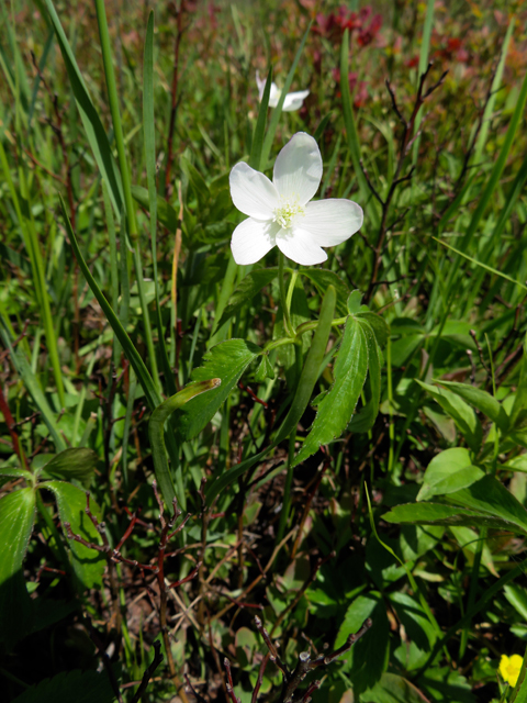 Anemone lancifolia (Lanceleaf anemone) #77239