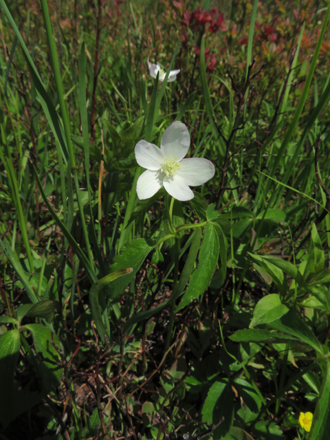 Anemone lancifolia (Lanceleaf anemone) #77240