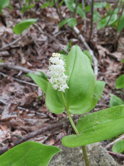 Maianthemum canadense (Canada mayflower) #77250