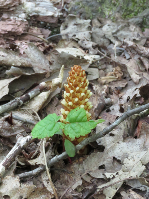 Conopholis americana (American cancer-root) #77254