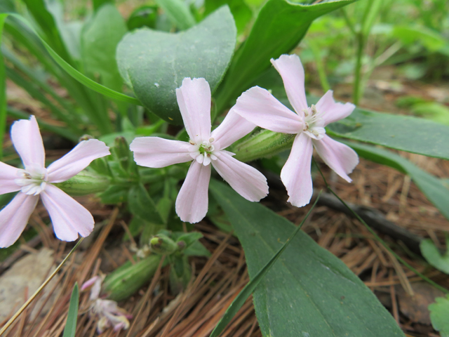 Silene caroliniana ssp. wherryi (Wherry's catchfly) #77259