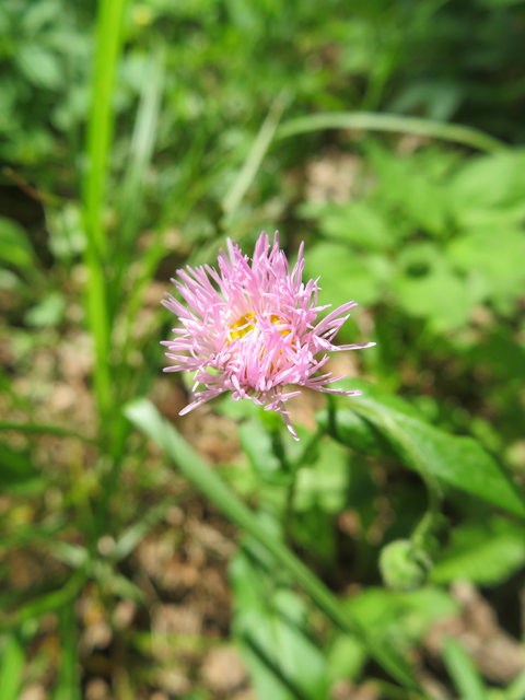 Erigeron philadelphicus (Philadelphia fleabane) #77260