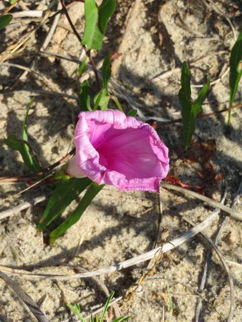 Ipomoea sagittata (Saltmarsh morning-glory) #77262