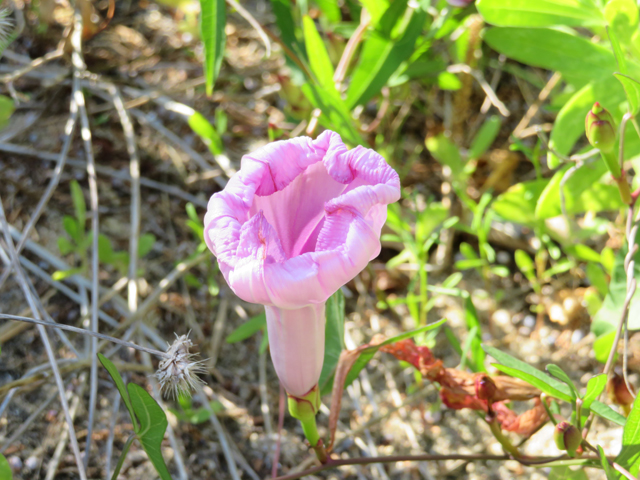 Ipomoea sagittata (Saltmarsh morning-glory) #77263