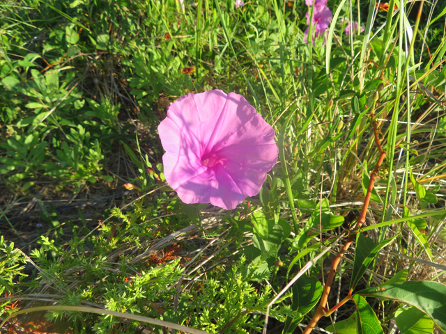 Ipomoea sagittata (Saltmarsh morning-glory) #77265