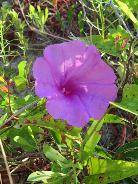 Ipomoea sagittata (Saltmarsh morning-glory) #77267