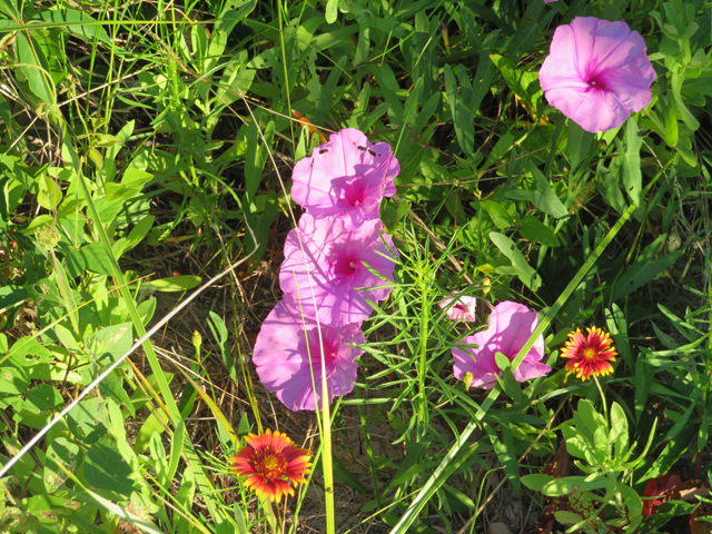 Ipomoea sagittata (Saltmarsh morning-glory) #77268