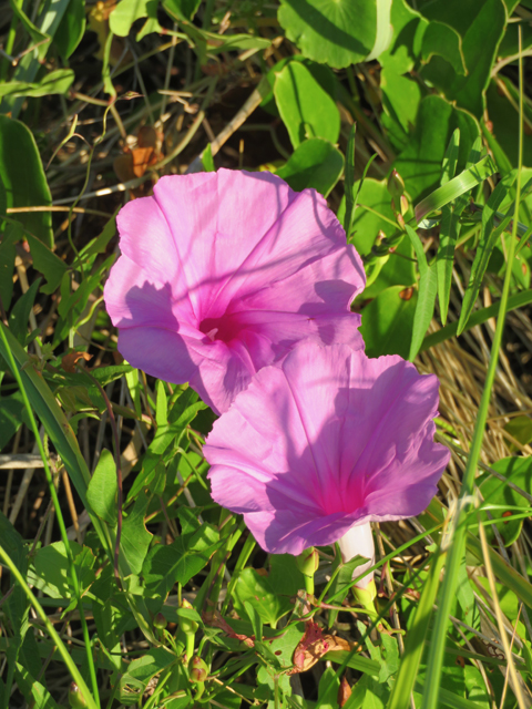 Ipomoea sagittata (Saltmarsh morning-glory) #77271