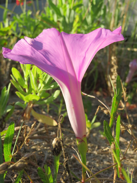 Ipomoea sagittata (Saltmarsh morning-glory) #77273