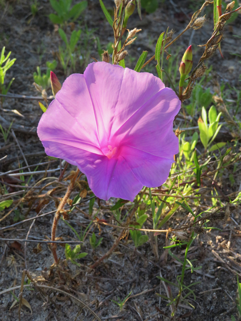 Ipomoea sagittata (Saltmarsh morning-glory) #77274