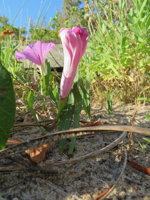 Ipomoea sagittata (Saltmarsh morning-glory) #77276