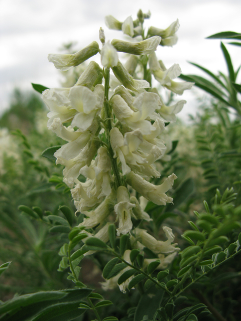 Sophora nuttalliana (Silky sophora) #77292