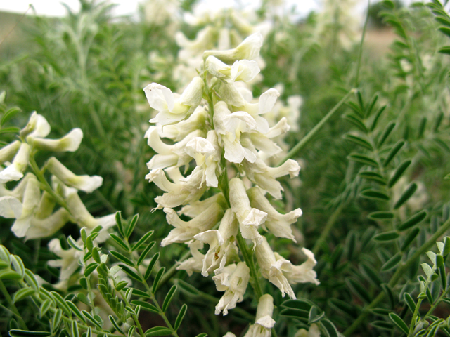 Sophora nuttalliana (Silky sophora) #77294