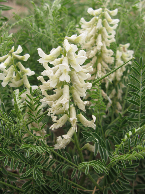 Sophora nuttalliana (Silky sophora) #77295