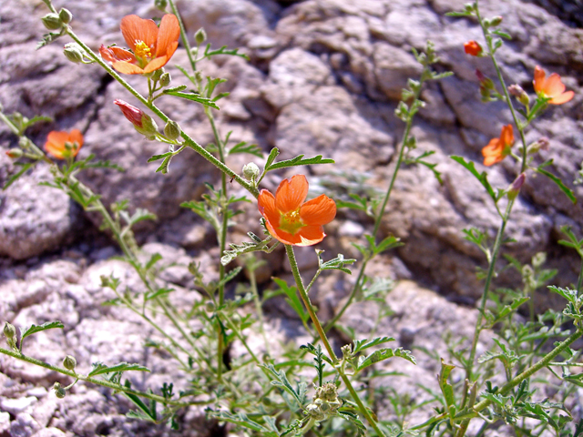 Sphaeralcea hastulata (Spear globemallow) #77297