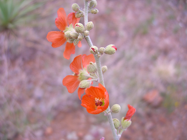 Sphaeralcea hastulata (Spear globemallow) #77299