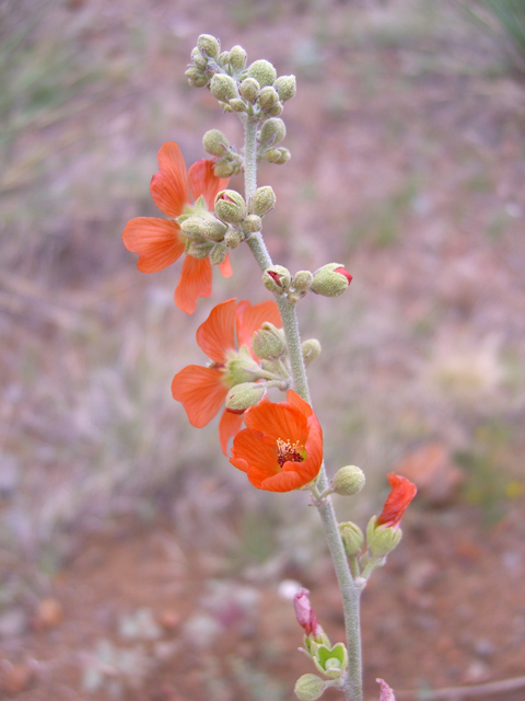 Sphaeralcea hastulata (Spear globemallow) #77300