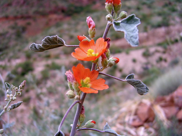 Sphaeralcea hastulata (Spear globemallow) #77301