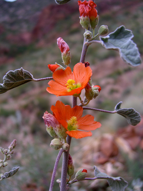 Sphaeralcea hastulata (Spear globemallow) #77302