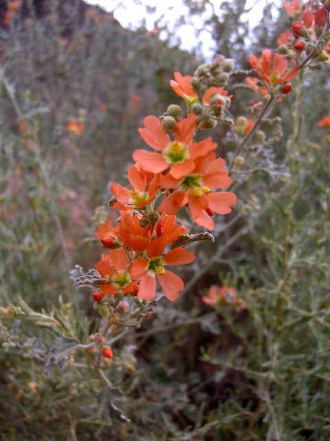 Sphaeralcea hastulata (Spear globemallow) #77303