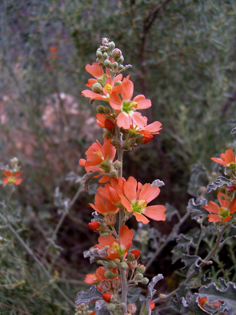 Sphaeralcea hastulata (Spear globemallow) #77305