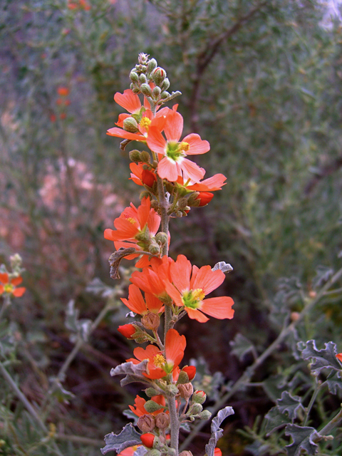 Sphaeralcea hastulata (Spear globemallow) #77306