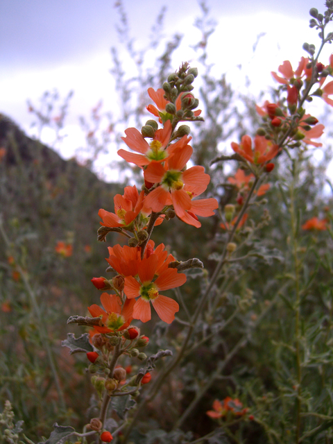 Sphaeralcea hastulata (Spear globemallow) #77307