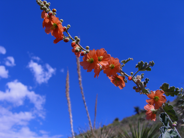 Sphaeralcea hastulata (Spear globemallow) #77308