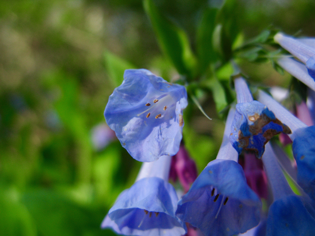 Mertensia virginica (Virginia bluebells) #77313