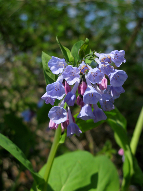 Mertensia virginica (Virginia bluebells) #77320