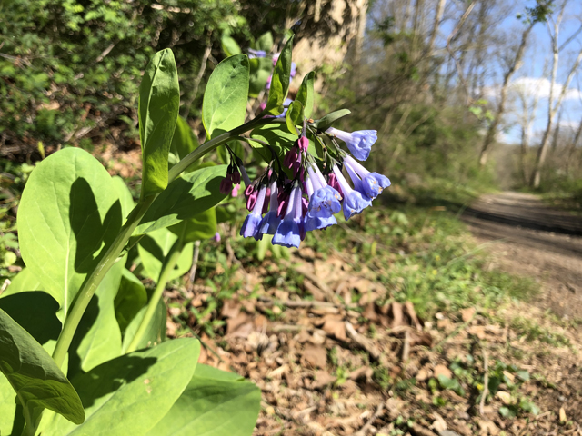 Mertensia virginica (Virginia bluebells) #77321