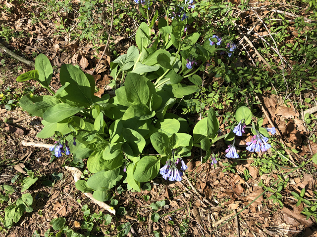 Mertensia virginica (Virginia bluebells) #77325