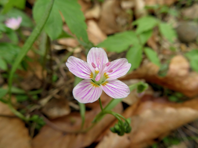 Claytonia virginica (Virginia springbeauty) #77337