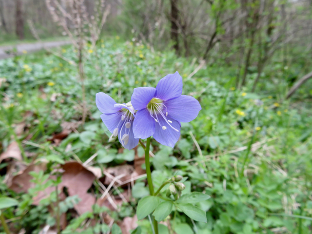 Polemonium reptans (Greek valerian) #77343